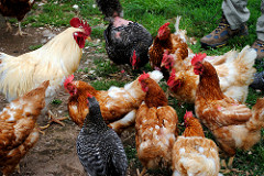 4829007330_b36a97ced6_m