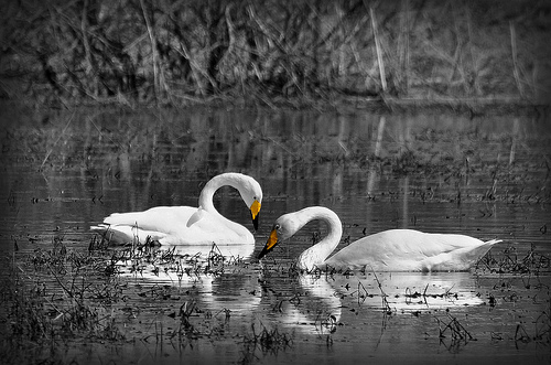 True Love|عشق حقیقی