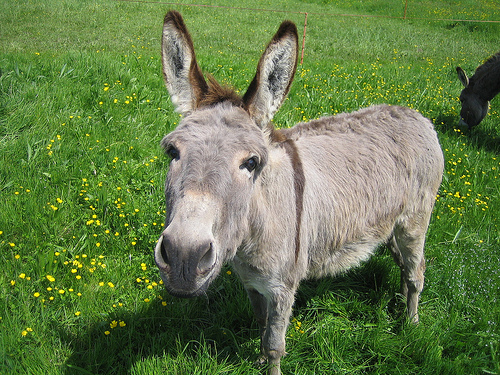 2468878136_f021d6ee78