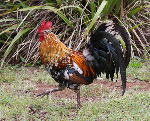 2621968033_d1c0498639