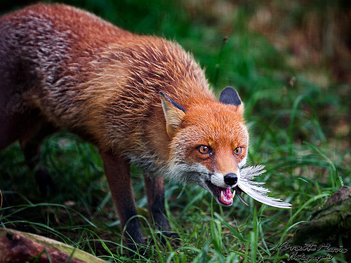 Deceived|فریب خورده