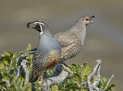 The Quails And The Farmer|بلدرچین و کشاورز