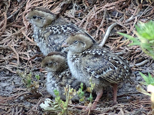 35627670882_dd66ced598