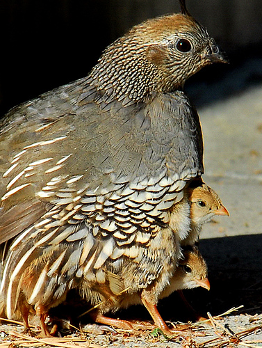 3809167839_0e39bf333b