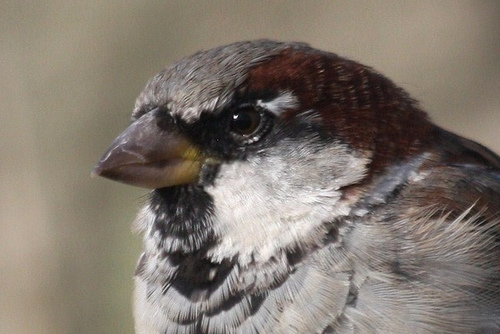 The Smart Sparrow|گنجشک&nbsp;باهوش