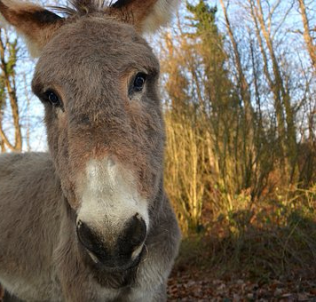 donkey-2647110__340