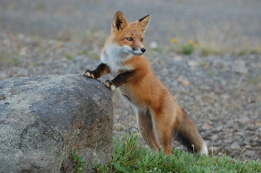 fox-935210__340