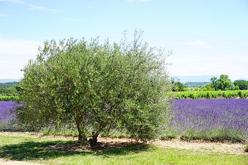 The Young Olive Tree/نهال زیتون