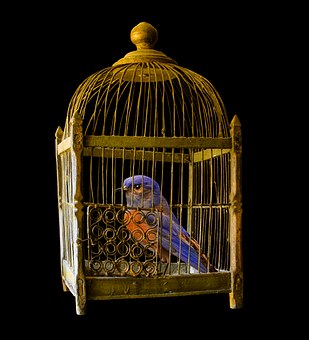 Free Your Bird|پرنده خود را آزاد کنید