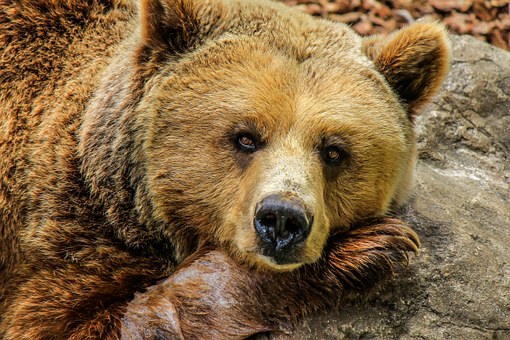The Lazy Bear|خرس تنبل