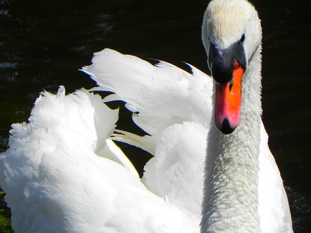 swan-18829__340