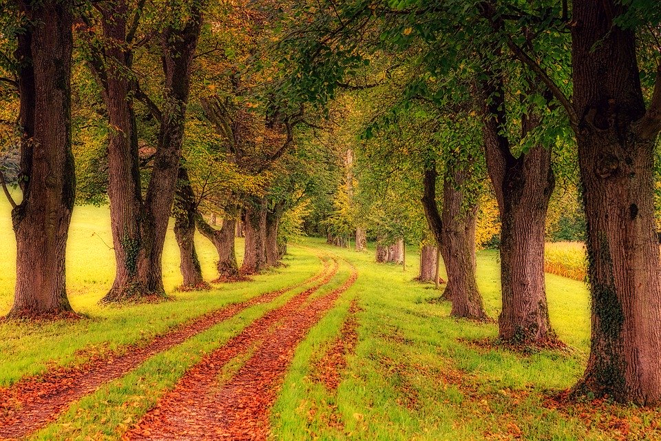 tree-3163913_960_720