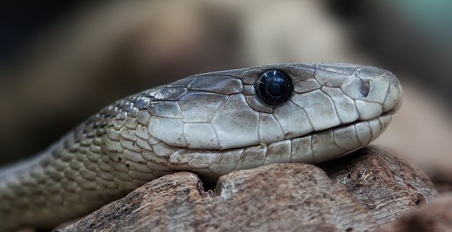 black-mamba-653644_640