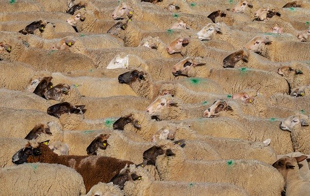 sheep-3379578_640