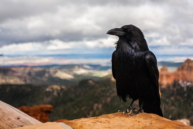 crow-828944_640