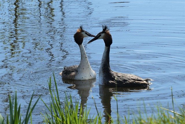 great-crested-grebe-5039488_640