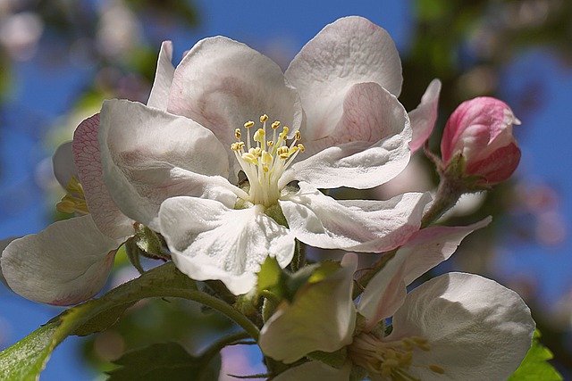 The Apple Tree|درخت سیب