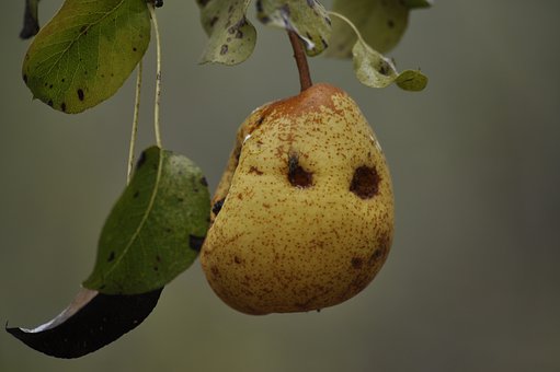 The Right-Hand Man|وزیردست راست