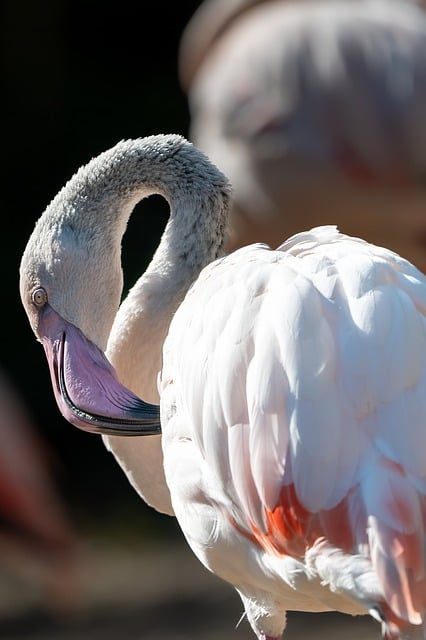 The Flamingo And The Fox/فلامینگو و روباه