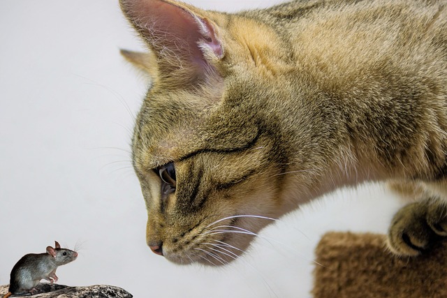The Mouse And The Cat/