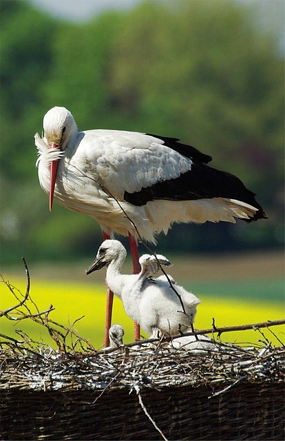 Home For Storks/خانهای برای لکلکها