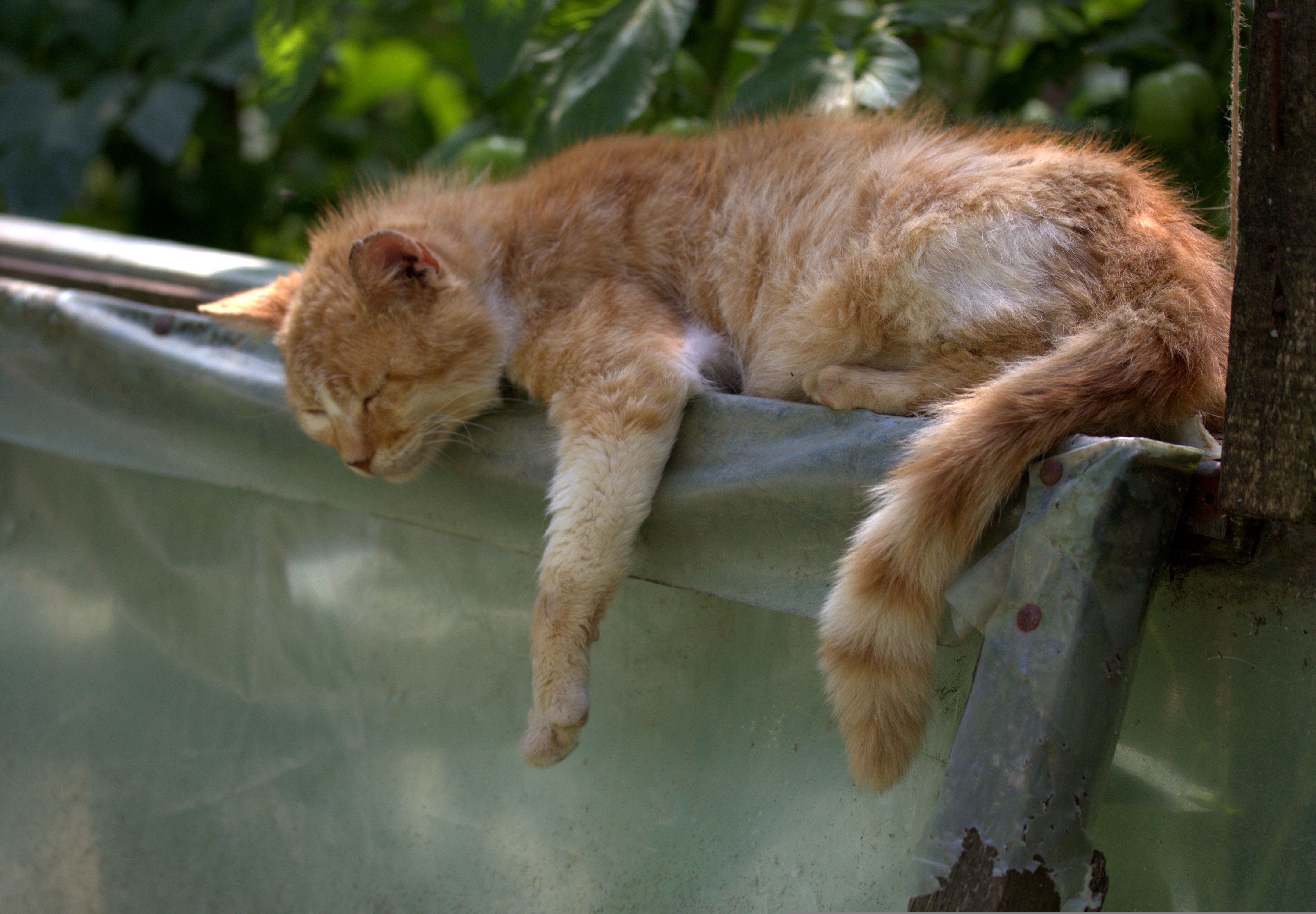 The Lazy Boy/پسر تنبل